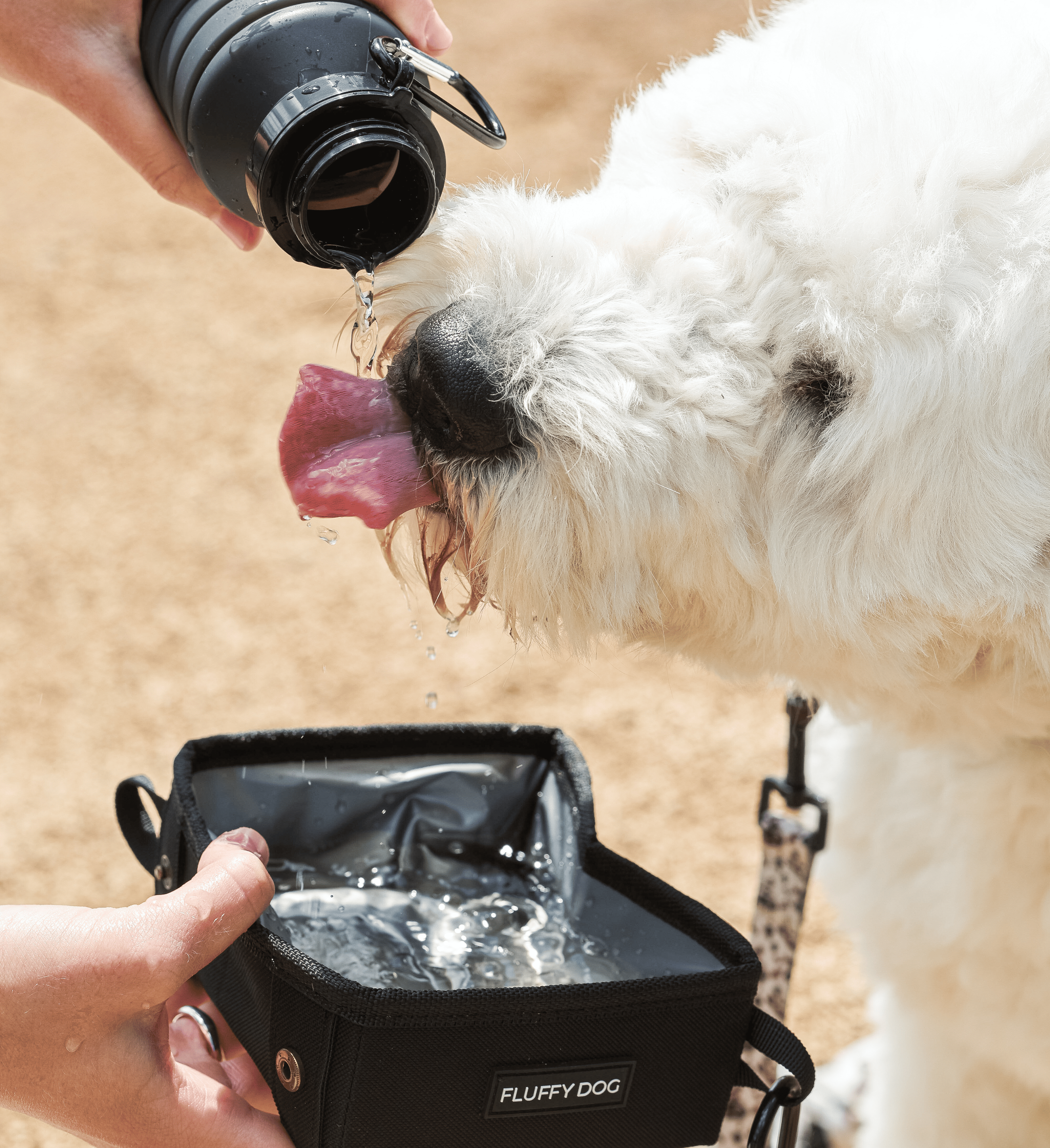 drinking bottle for dogs and humans