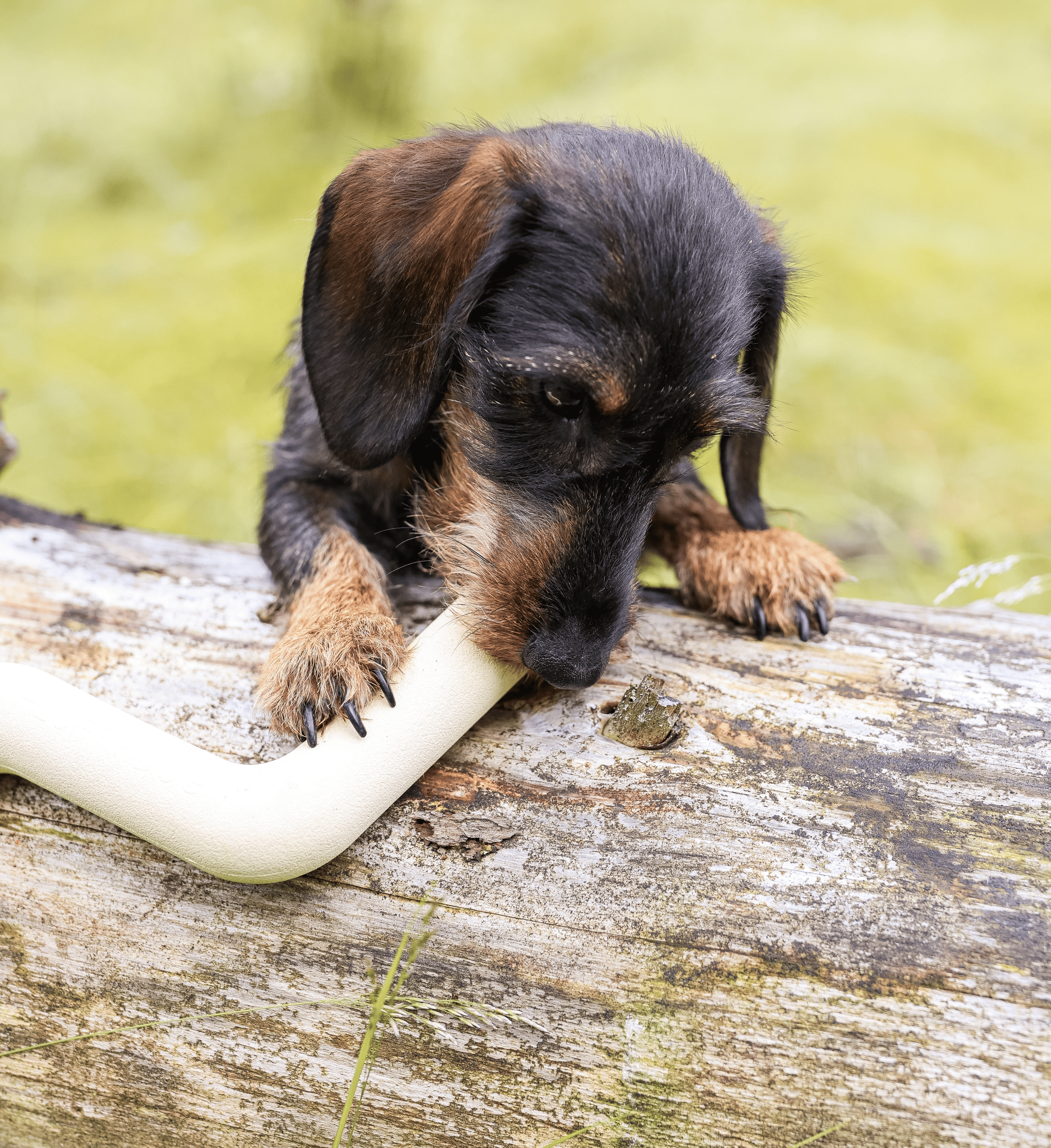 Treat-chewing fun bones