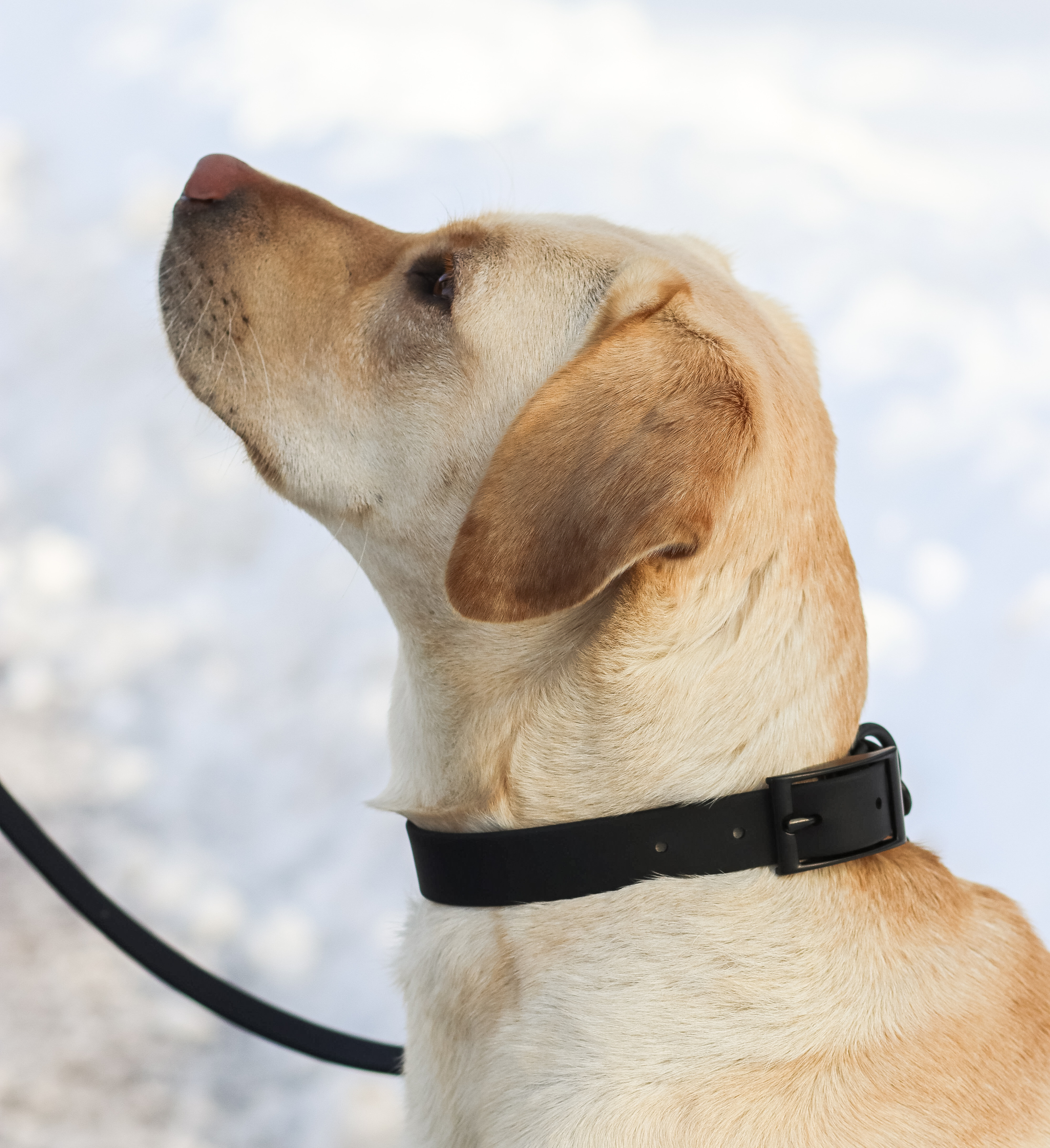 M&D Hundehalsband Aus Echtleder – 6,4 Cm Breit, Handgefertigt, Mit American Bulldog Design, Größen M-XL