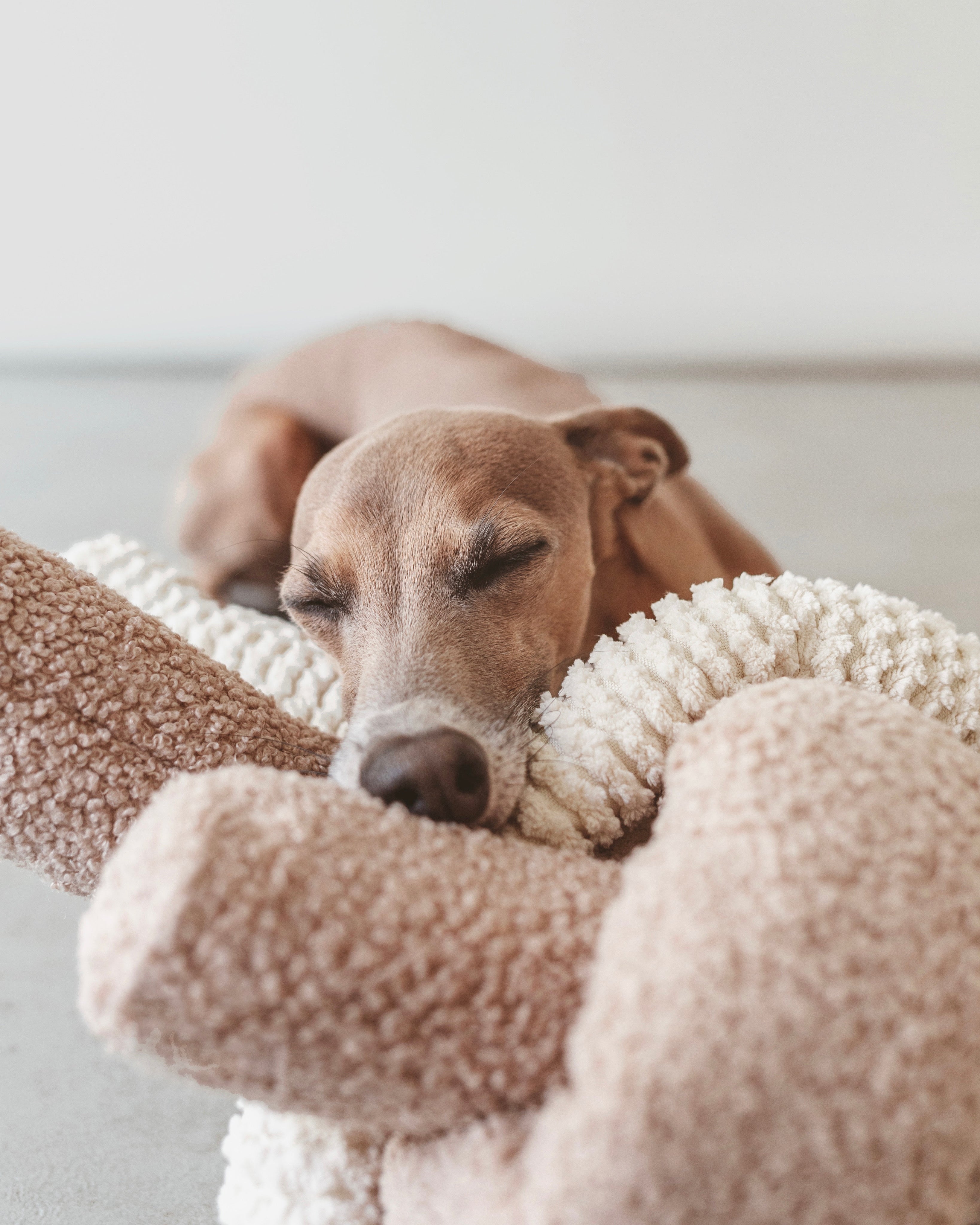 O NOU toy snake oats