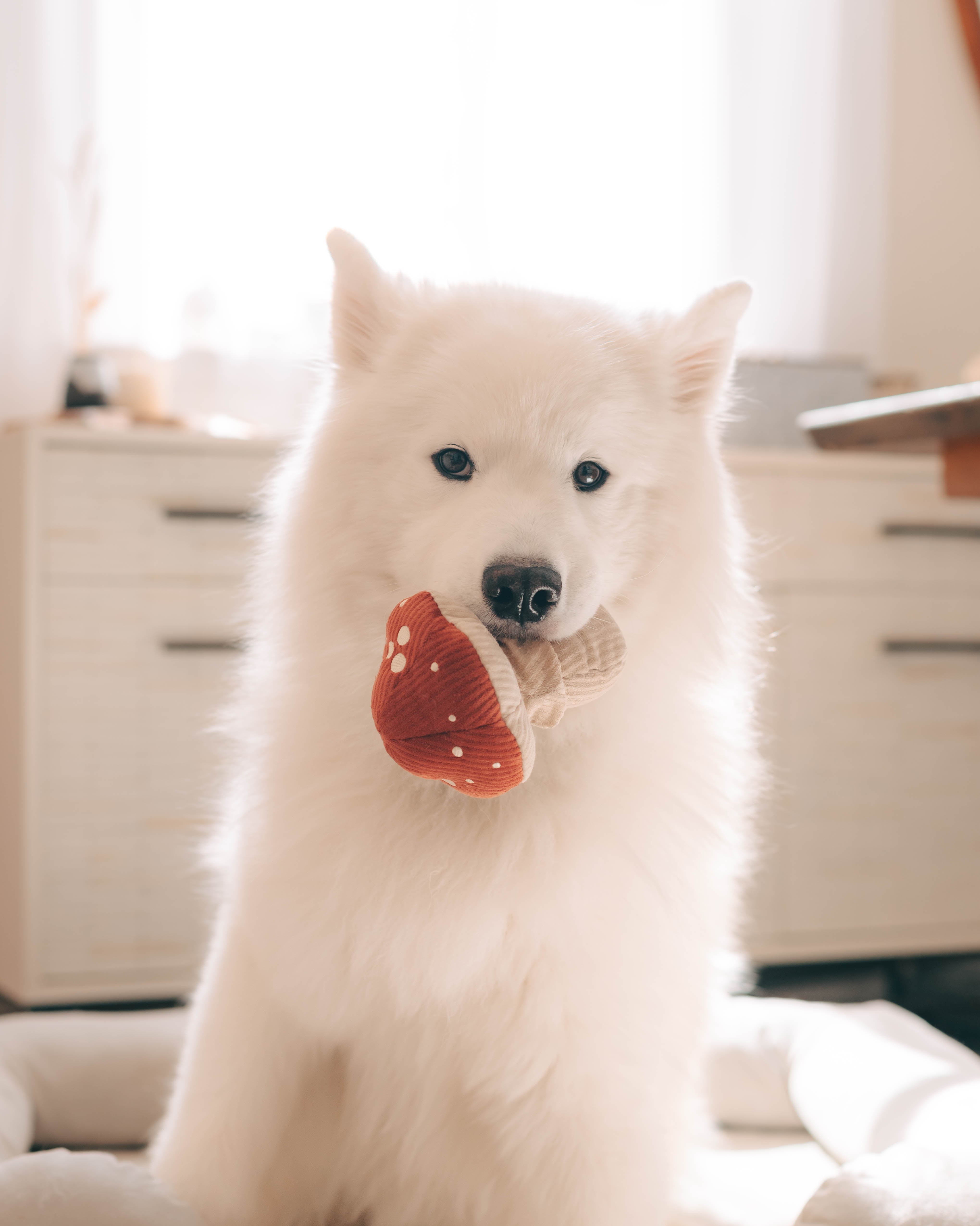 SHROOM Sniffing Mushroom 